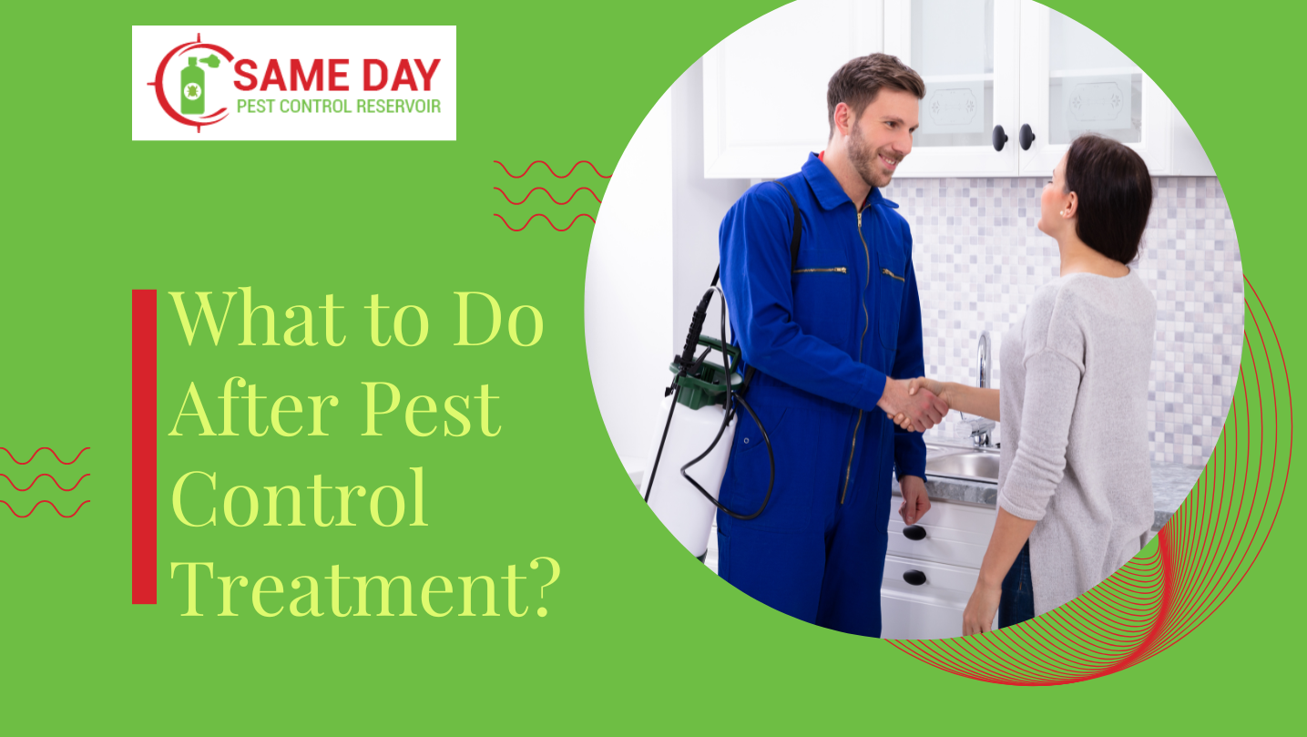 What to Do After Pest Control Treatment?